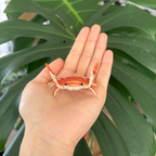 Little Crab Pen Holder, Cute Desk Pen Stand